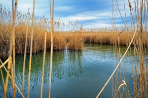 Deep In Black Marsh Wetlands, Upper Chesapeake Bay at North Point, Maryland, March 12, 2020 by Timothy Pohlhaus, Flickr, CC