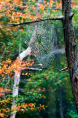 Image of a spider web in the Black Marsh Wetlands, Upper Chesapeake Bay at North Point, Maryland, taken by Timothy Pohlhause forest