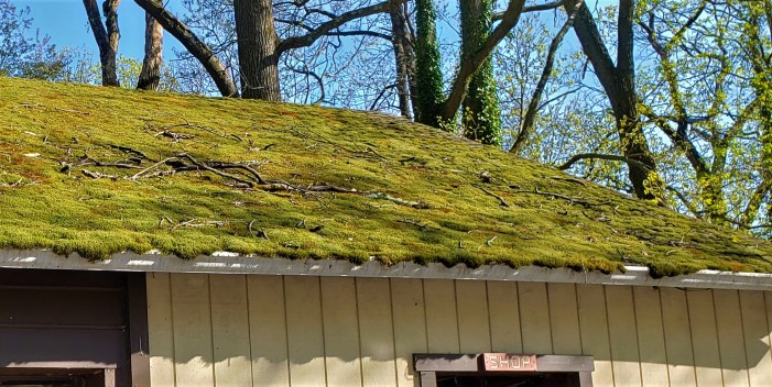 Moss roof