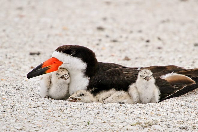 Image of a black skimmer with three baby birds