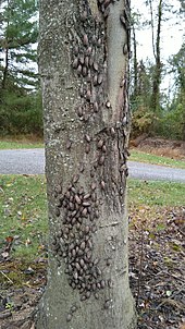 Spotted_Lanternflies_Red_Maple_2019-10-17-Wikipedia